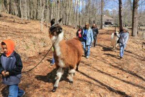 Llama Walk with Debbie Labbe from Country Quilt Llama Farm