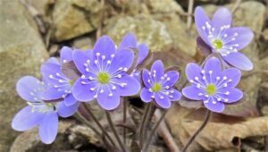 Spring Wildflowers in Connecticut with Peter and Barbara Rzasa