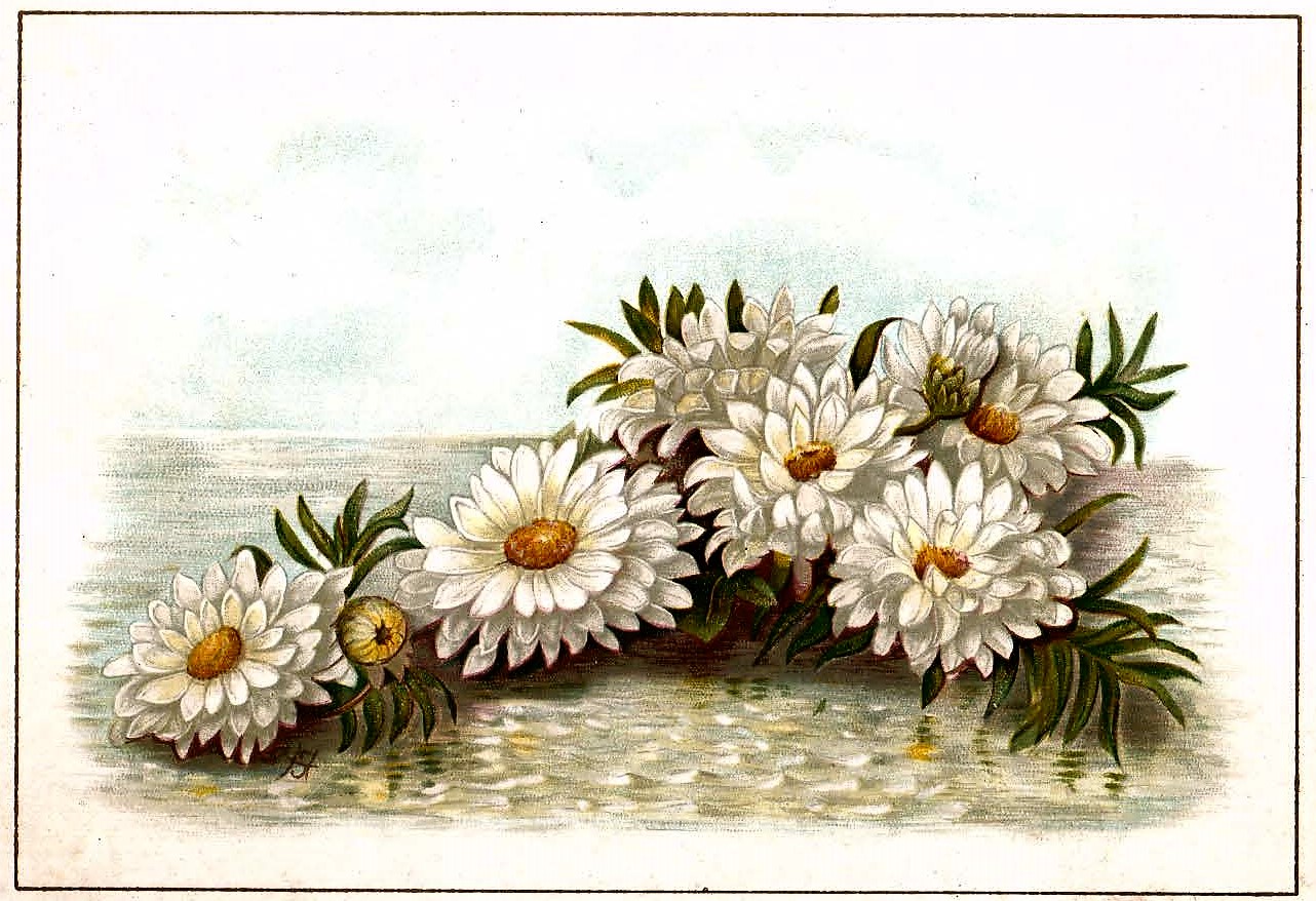 Circa19xx.com Card Collection Floral Cross