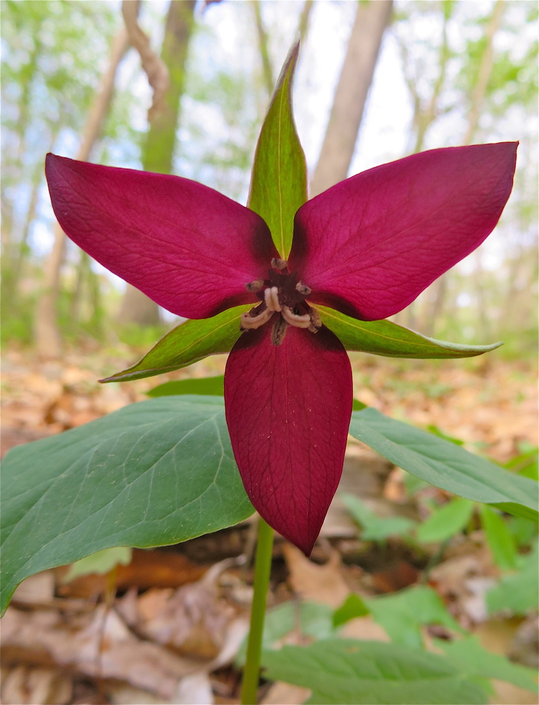 Spring Wildflowers in Connecticut with Peter and Barbara Rzasa White