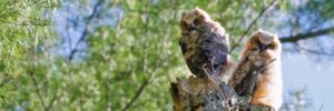 What’s That Wild Neighbor?, with Education Director Carrie Szwed (virtual)