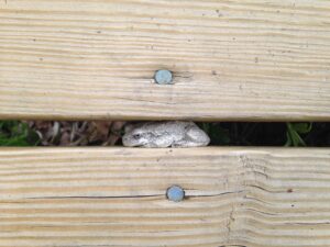 Celebrate Connecticut Trails Day! Amphibian Amble