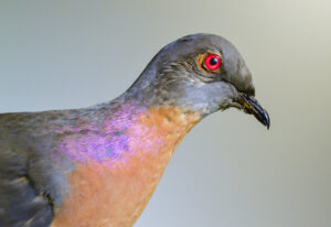 Nevermore: Remembering the Passenger Pigeon with Gerri Griswold