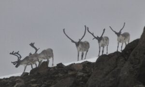The Science and Indigenous Folklore of Santa and His Reindeer with Moki Kokoris