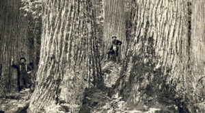 Saving the American Chestnut