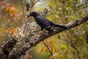 Behaving Birdly ~ A Photographic Study of Birds Acting Like Birds with Michael Audette