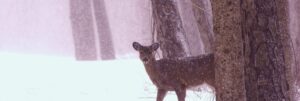 Wildlife in Winter, with Education Director Carrie Szwed