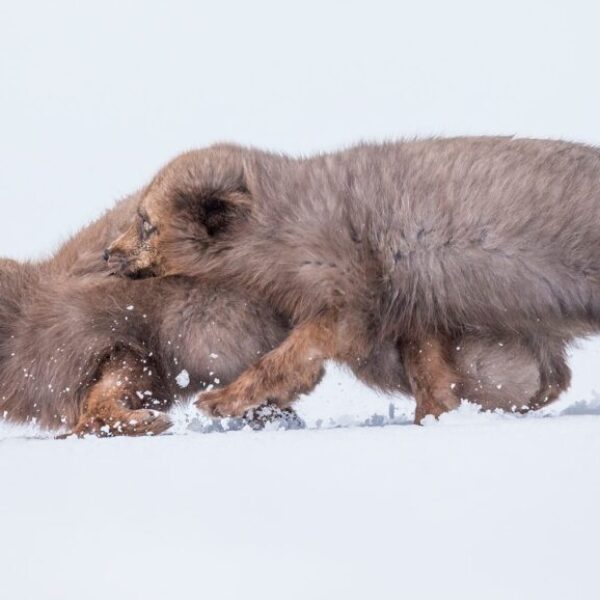 The Arctic Foxes of Iceland with David Gibbon