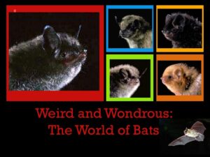 Weird and Wondrous: The Lives of Bats with Master Wildlife Conservationist Maureen Heidtmann