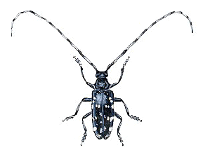 It’s Here, It’s Coming and We Hope it Doesn’t Get Here: Emerald Ash Borer, Spotted Lanternfly and Asian Longhorned Beetle with Dr. Claire Rutledge
