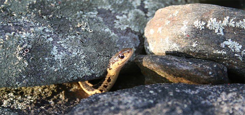 Garter snake in rock wall