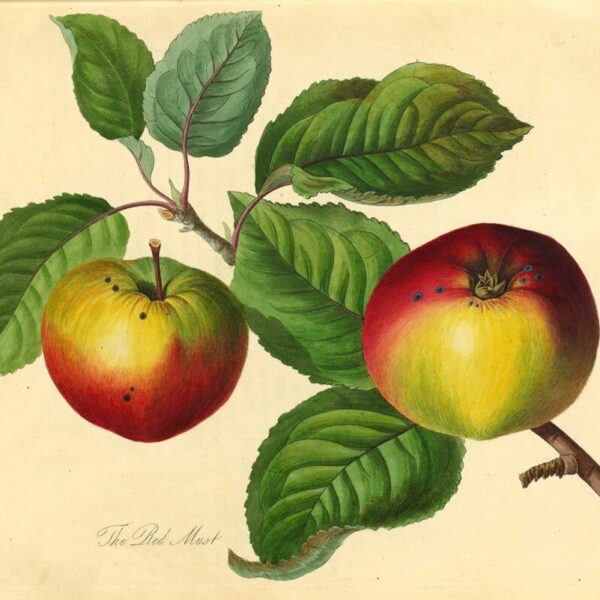 A Celebration of Connecticut Apples
